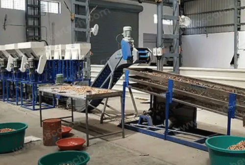 Fully Automatic Cashew Nut Processing Plant in nigeria